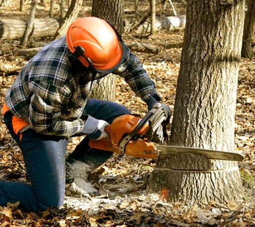 Tree Removal in West Glacier, MT